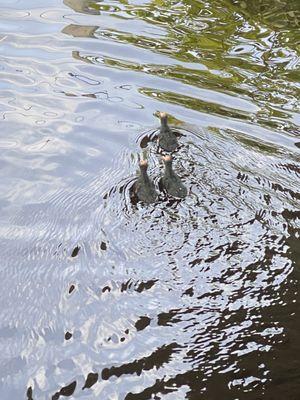 Common gallinule hatchlings