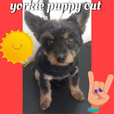 My monthly girl  i geoom..although shes over 10yrs, she likes to look young...lol..one of many,  "Yorkie puppy cut".