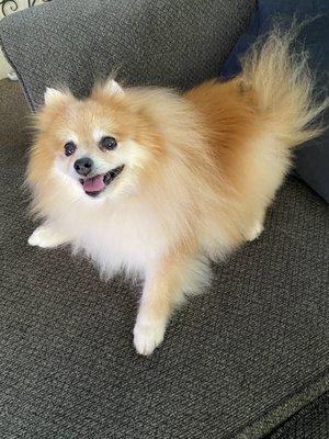 Gracie showing her smile happy with her bath and brush!