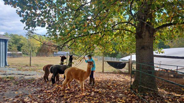 Sacred Acres Alpaca Farm