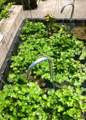 Assorted Aquatic Plants