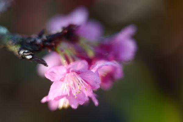 2024 Cherry blossoms (Grove is 1/2 mile past the park.  Trees in the park, and botanical garden starting to bloom.  01.06.2024