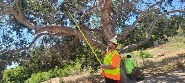 Removing the deadwood from tree