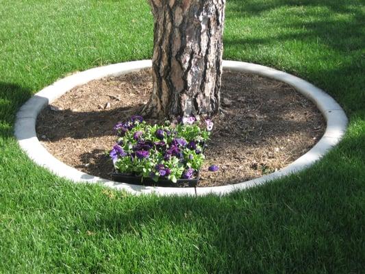 Concrete curb tree ring