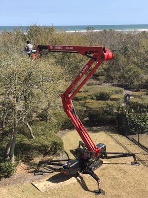 Pruning Live oak trees