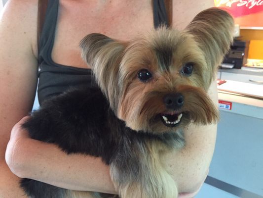 Puppy cut on a Yorkie.