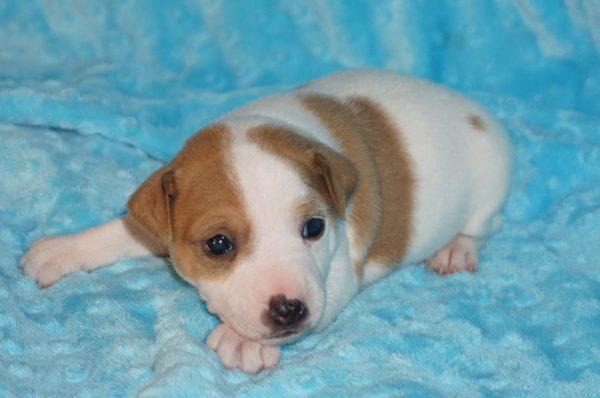 Sweetbriar Kennels