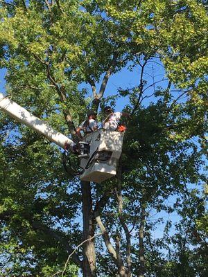 Dixieland Tree Service Athens Alabama