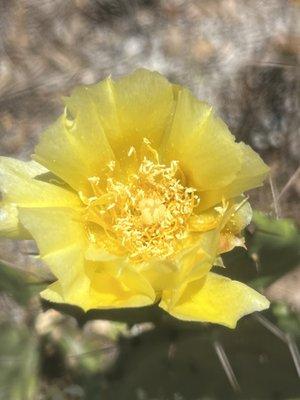 Prickly pear cactus.