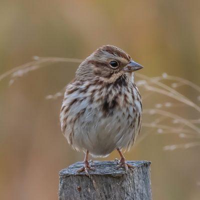 Song Sparrow