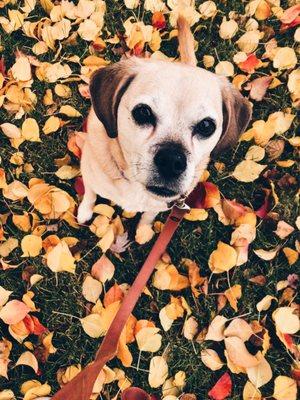 Bella enjoying her beautiful fall walk with Bonnie's team