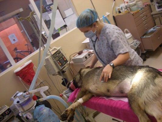 You can feel confident that your pet is in the best care with our nursing staff - before, during and after surgery.