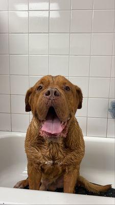 samson getting a bath