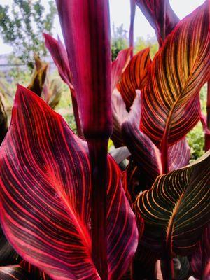 Canna Lily