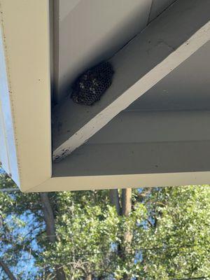 Wasp nest