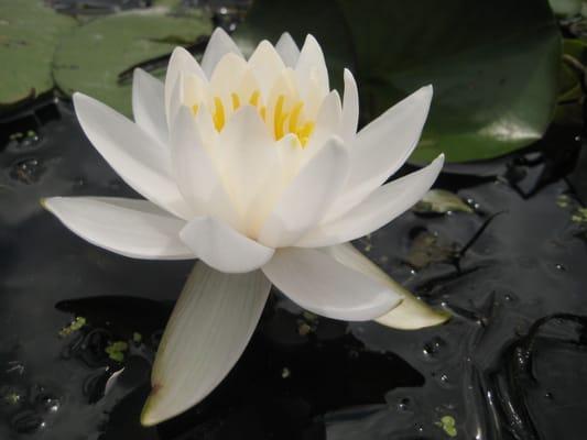 Lotus Flowers