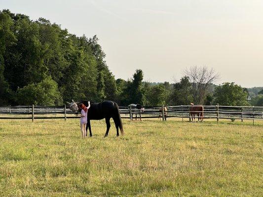 Horses during daily turnout.