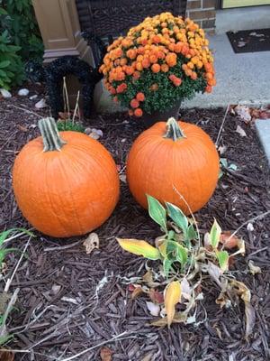 Our two pumpkins we picked yesterday. 2nd year in a row. Great time at this farm!