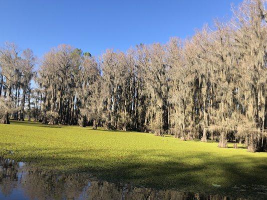 Bold cypresses