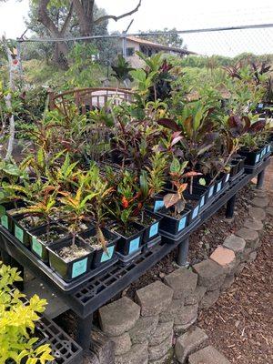 The crotons and the little bridge