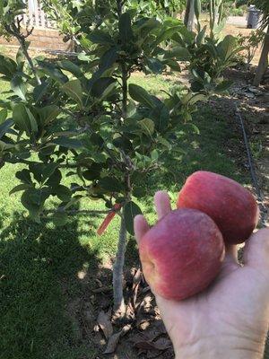 Our little apple tree