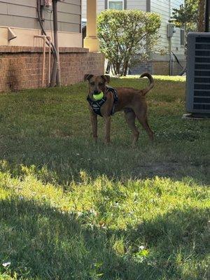 He loves his ball