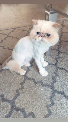 Lion cut