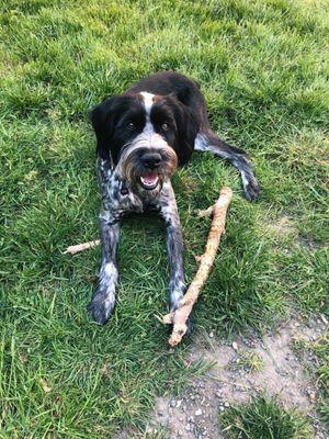 Spotted black and white dog after grooming