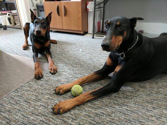 Henry and Stella our office helpers!