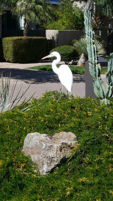 Egret in the desert