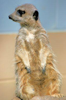 Meerkats are nightmare walking, Psychopath talking, Kings of their Jungle, Just some Gangsters stalking. I blame the effects of Rap Music