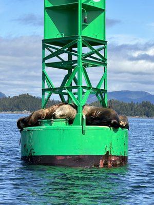 Sea lions sunbathing