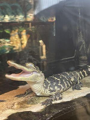 Baby gator, as advertised!