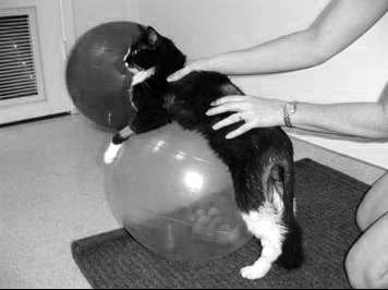 Rehabilitation for the cat