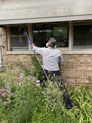 Dusting paper wasps nests under awning