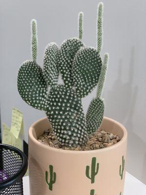 Cute cactus Plant in the office