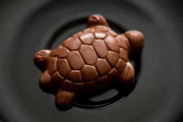 Almond turtle