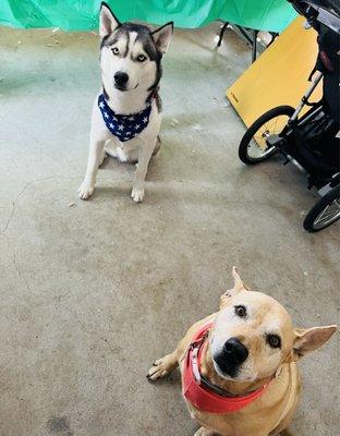 Our fur babies all clean and looking their best!