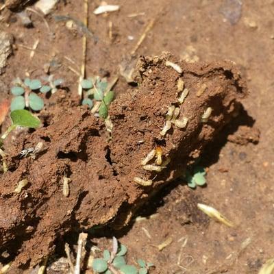 Eastern Subterranean Termites