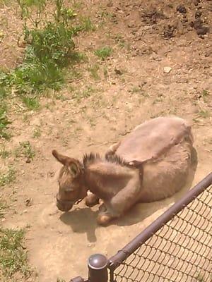 All of the residents enjoy checking on this sweet donkey who roams around in the fields next to the care home.