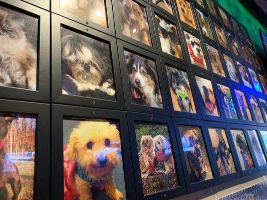 Wall Art of Rescue Pets