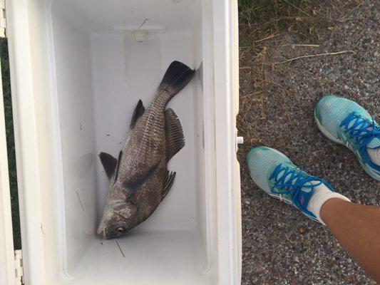 On my first cast in the ski basin, I got this drum in about 3 minutes. Thanks Jesus!!