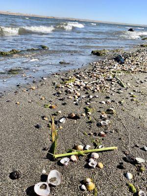 Sea shells by the river shore