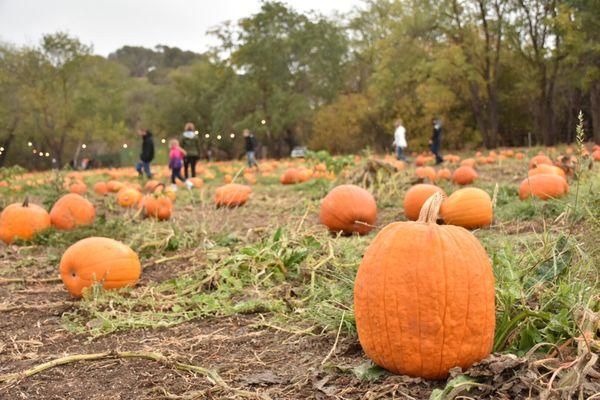 Pumpkin field--it's nice to not have to touch the spiky vines but walk around the field