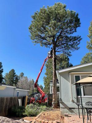 In process of removing branches, then tree stump.