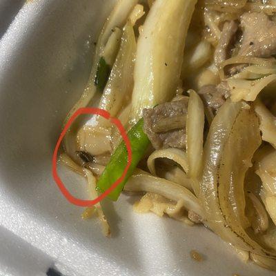 We ordered the Chow Fun and my partner almost ate this cockroach. We were disgusted.