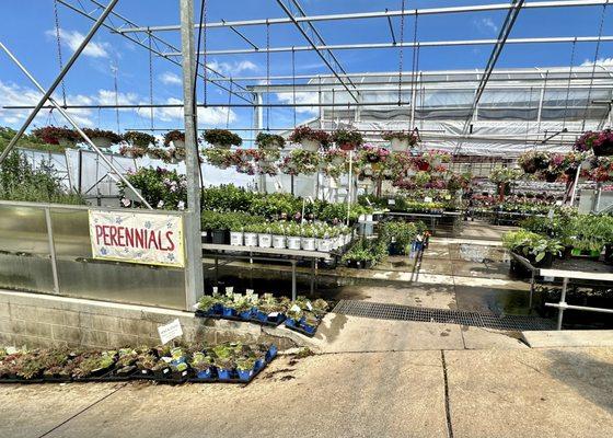 Perennial plants