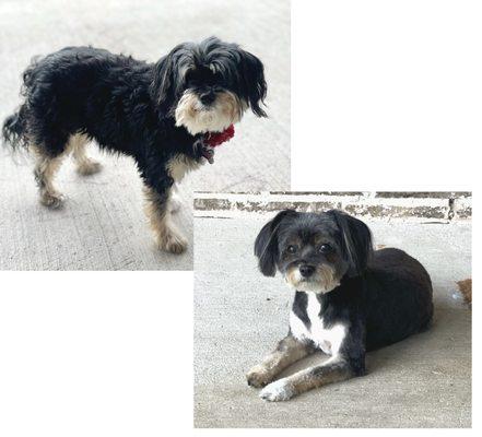 Before and after of sweet Lucy