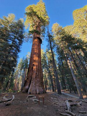 McKinley Tree