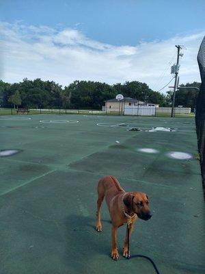 Hoop it up at the basketball courts.. Iris will go 1 on 1